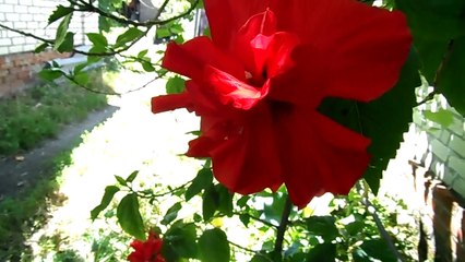 Домашняя роза гибискус
