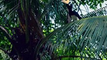 Jungle with Daniel Radcliffe - Official Trailer