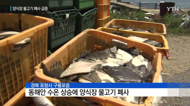 28℃ 넘는 바닷물...양식장 물고기 폐사 급증 / YTN