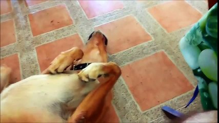 MANNEQUIN CHALLENGE DE PERROS