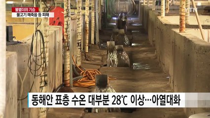 폭염에 동해안 수온 30℃ 육박...양식장 초비상 / YTN