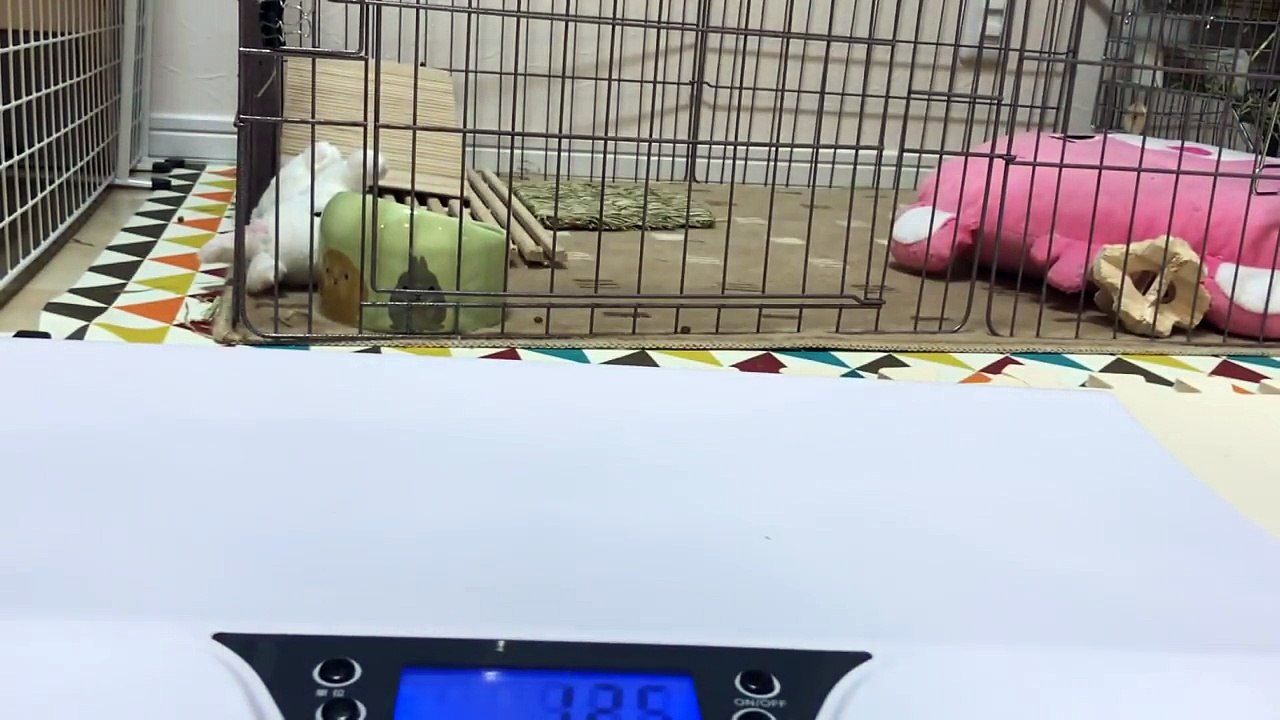 【うさぎの健康管理】体重を測ってみた【赤髪のとも】