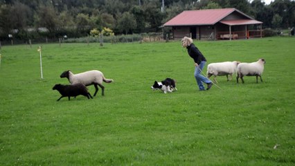 Les chiens de berger