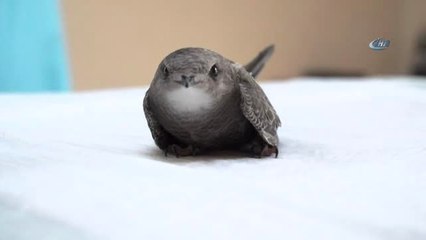 Yavru Ebabil Emin Ellerde