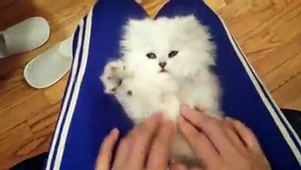 Sanırım dünyanın en tatlı kedisi