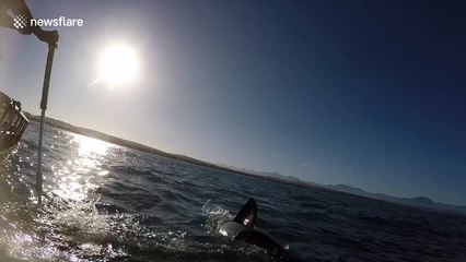 Footage shows the inside of a shark's mouth
