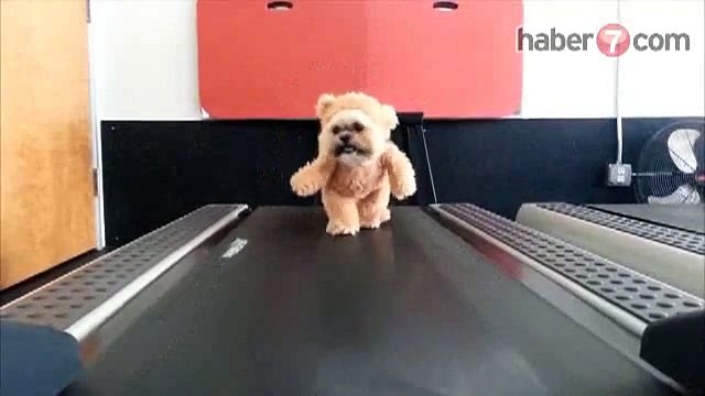 Sevimli Köpek Koşu Bandında -