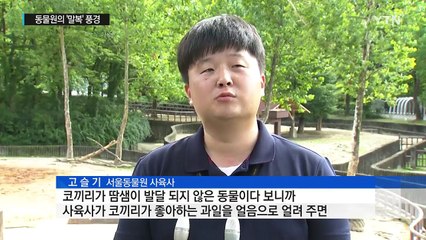 "우리도 더워요" 동물원의 말복 나기 / YTN