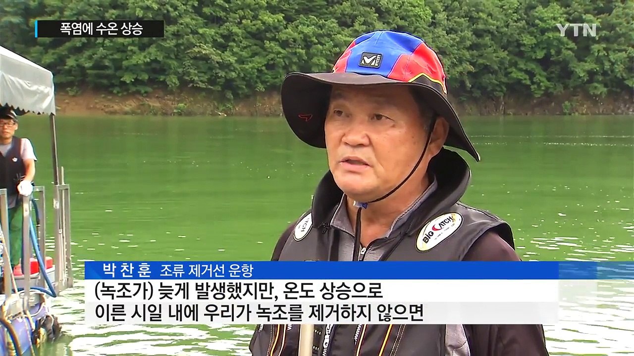 폭염에 수온 상승...충청권 식수원 녹조 '비상' / YTN