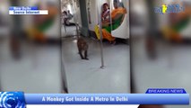 OMG!!! Monkey Rides In Delhi Metro | Monkey in Delhi Metro