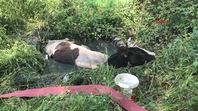 İzmit Atık Su Kuyusuna Düşen İneği İtfaiye Kurtardı