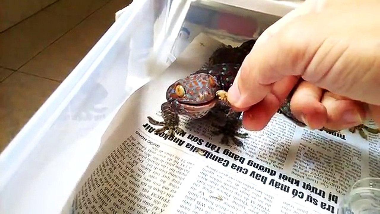 Un et un à un un à Comment apprivoiser à Il gecko