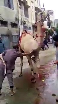 Un homme voulait abattre un chameau mais ça finit très mal pour lui !