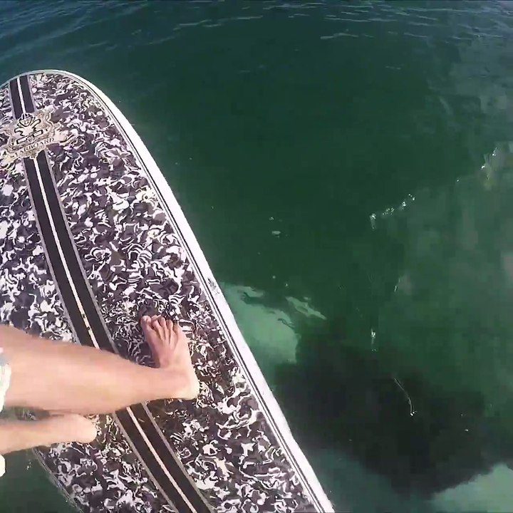 Killer whale swims under paddle boarder video Dailymotion