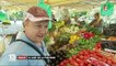 En Provence, un producteur de tomates se distingue avec ses variétés rares