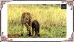 Leopard vs Impala :Mother Impala Cleverly Save Her Child from Leopard