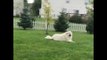 Relaxed Dog Does Not Want to Move for Frisbee