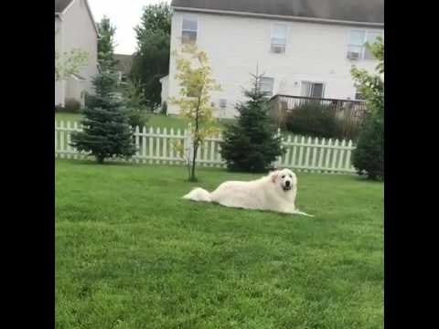 Relaxed Dog Does Not Want to Move for Frisbee