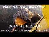 Injured Seagull Rescued By Kayakers at Point Pleasant, New Jersey