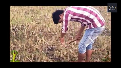Wow !! Amazing Man Catch A Big Snake Using Bare Hand in Rice Field - how to catch snake in cambodia
