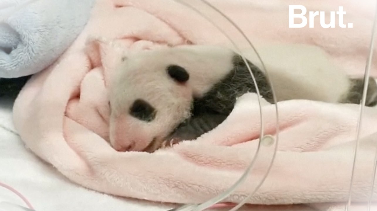 Les 30 premiers jours de MYZ, le bébé panda du Zoo de Beauval