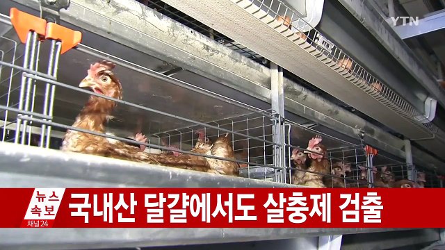 [속보] 국내산 달걀에서도 살충제 검출...모든 달걀 출하 정지 / YTN