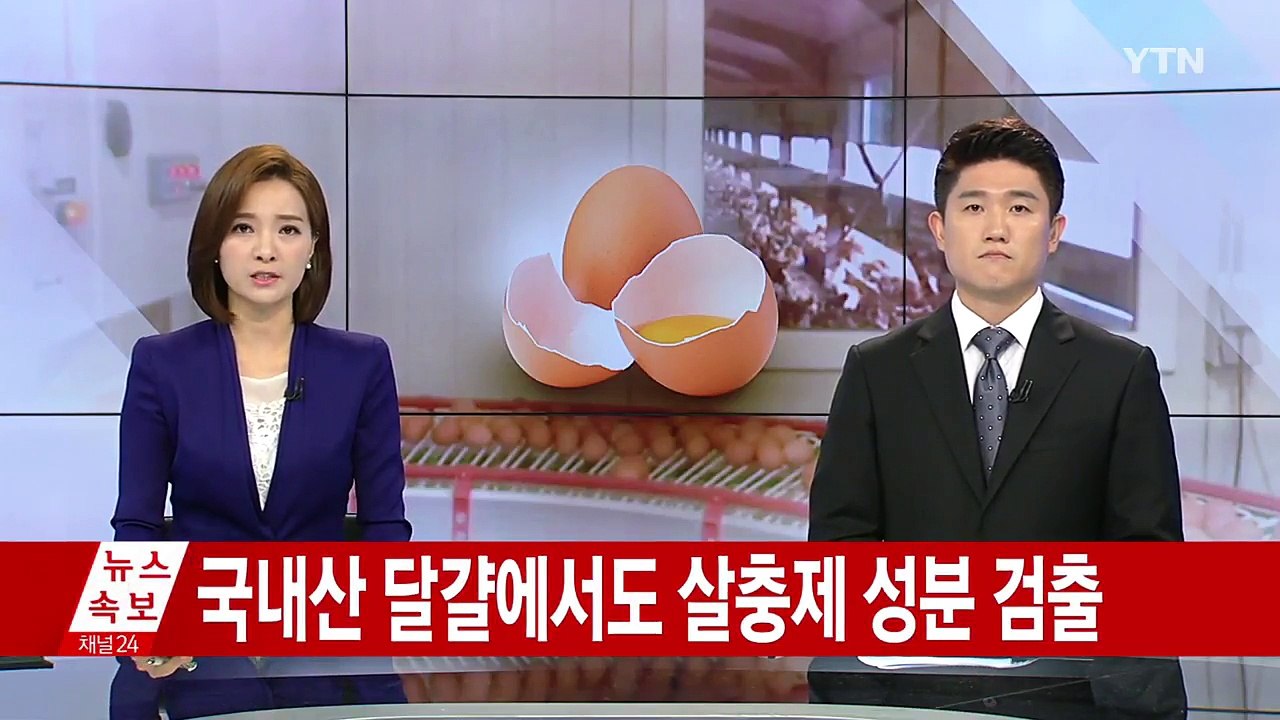 국내산 달걀도 살충제 성분 검출...모든 농장 출하정지 / YTN