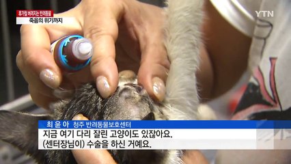 휴가철만 되면 버려지는 반려동물...죽음의 위기까지 / YTN