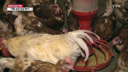 국내산 달걀에서도 '살충제' 검출 / YTN
