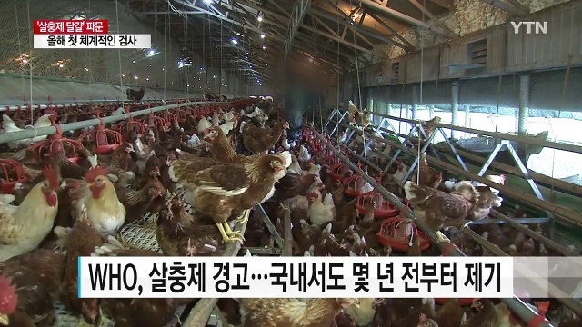 '살충제 달걀' 올해 처음 체계적인 검사...늑장 대응 논란 / YTN