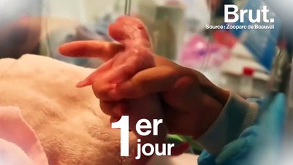 VIDÉO. L'adorable bébé panda du zoo de Beauval a 30 jours