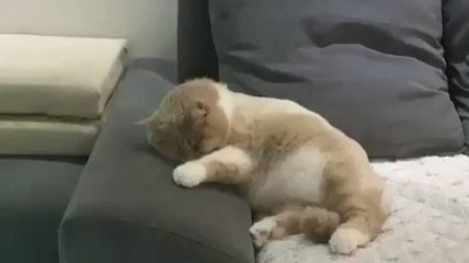 Un chaton rêve qu'il chute à vélo