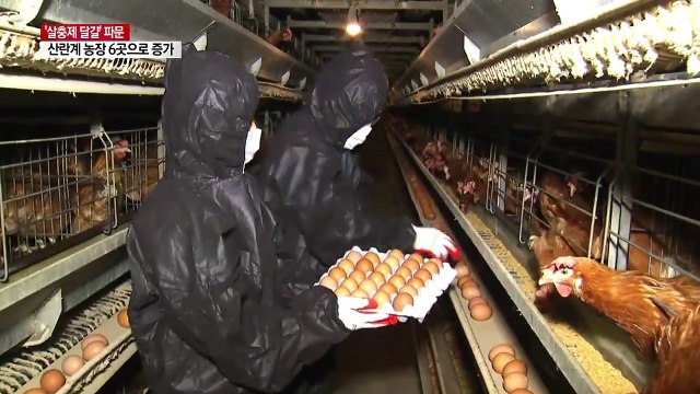 '살충제 달걀' 농장 모두 6곳...유통 제품서도 발견 / YTN