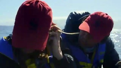 El verdadero sonido que emite las ballenas wil chile