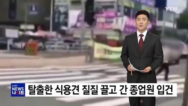 시장에서 탈출한 식용견, 30m 질질 끌고 간 종업원 입건 / YTN