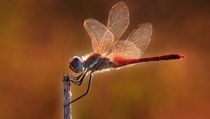 Libélulas (Anisópteros)