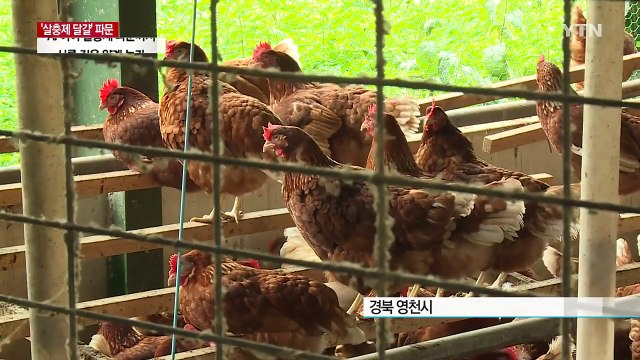 AI 끝나기도 전에 살충제 사태...깊어지는 농민 시름 / YTN