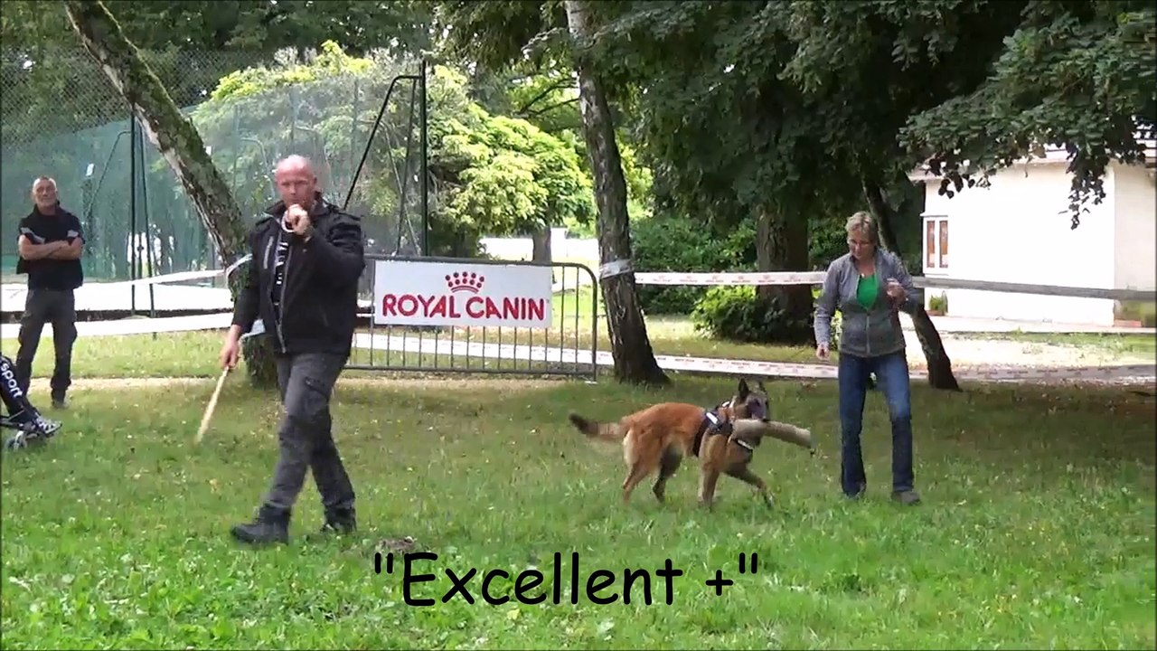 La Ckaliksou Elevage de Bergers Belges