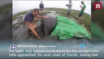 Stranded Manatees Saved By Irma Rescuers | Rare News