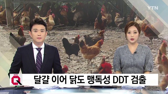 DDT 달걀 농장 닭도 DDT 검출...2마리는 기준치 초과 / YTN