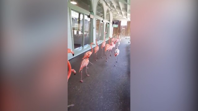 Hasta a los flamingos fueron evacuados en Florida por el huracán Irma
