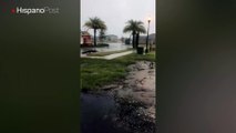 Irma también dejó cocodrilos regados en las calles de Florida