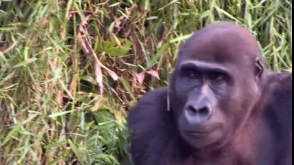 Tansy Aspinall And The Gorillas- Reunited At Last! - OFFICIAL VIDEO