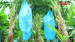 How to grow Banana Tree Part 1 : Dizons Highland Bananas | Agribusiness Philippines