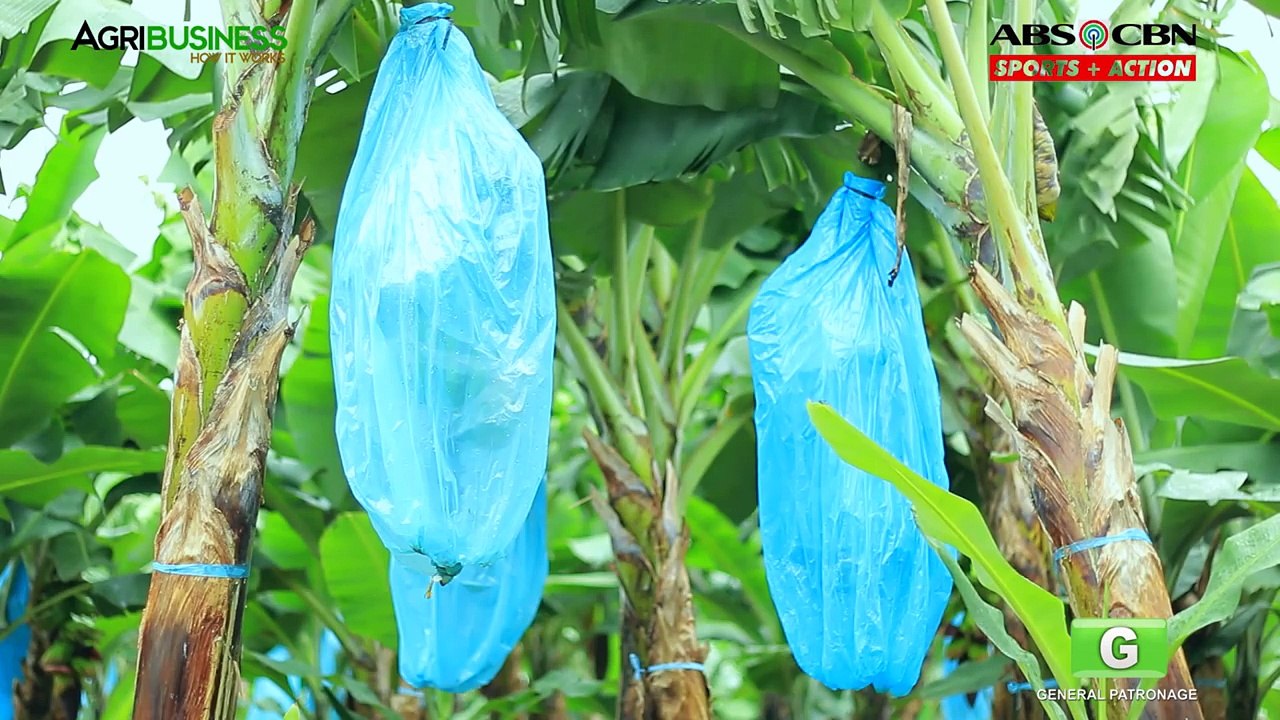 How to grow Banana Tree Part 1 : Dizons Highland Bananas | Agribusiness Philippines