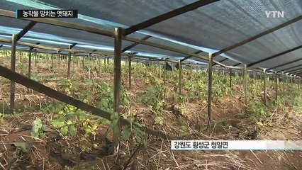 사람 공격하는 멧돼지...울고 싶은 농민 / YTN