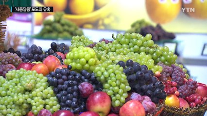 새콤달콤 포도의 유혹...영동 포도 축제 / YTN
