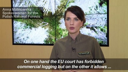 Poland in row with EU over logging in protected forest