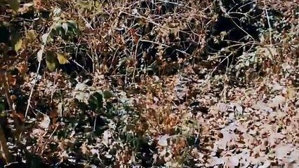 अरे बापरे ये कैसा चमत्कार देखकर आपकी आँखे फटी की फटी रह्जाएगी | शिवजी का चमत्कार