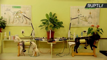 Acupuntura para animais faz sucesso na China